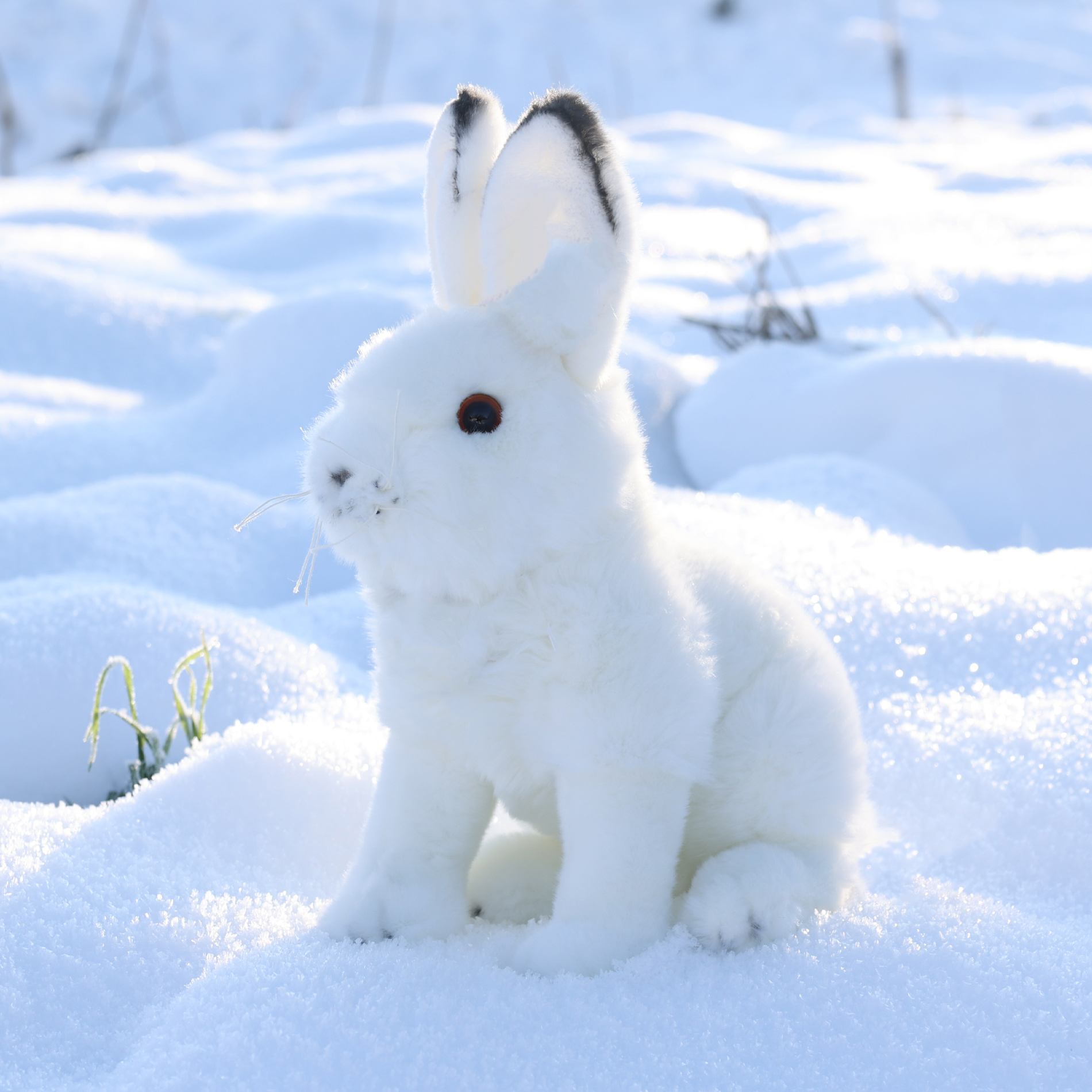 Plyšový zajíc polární 30 cm ECO-FRIENDLY