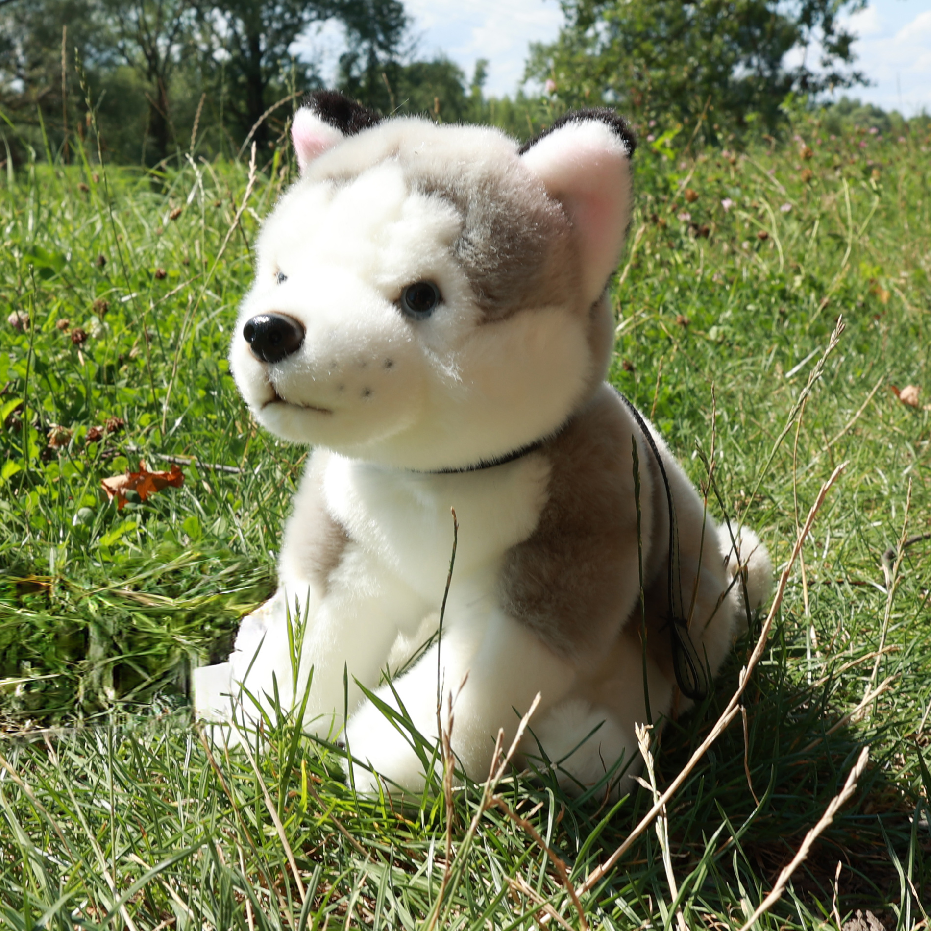 Plyšový pes husky s vodítkem 28 cm ECO-FRIENDLY