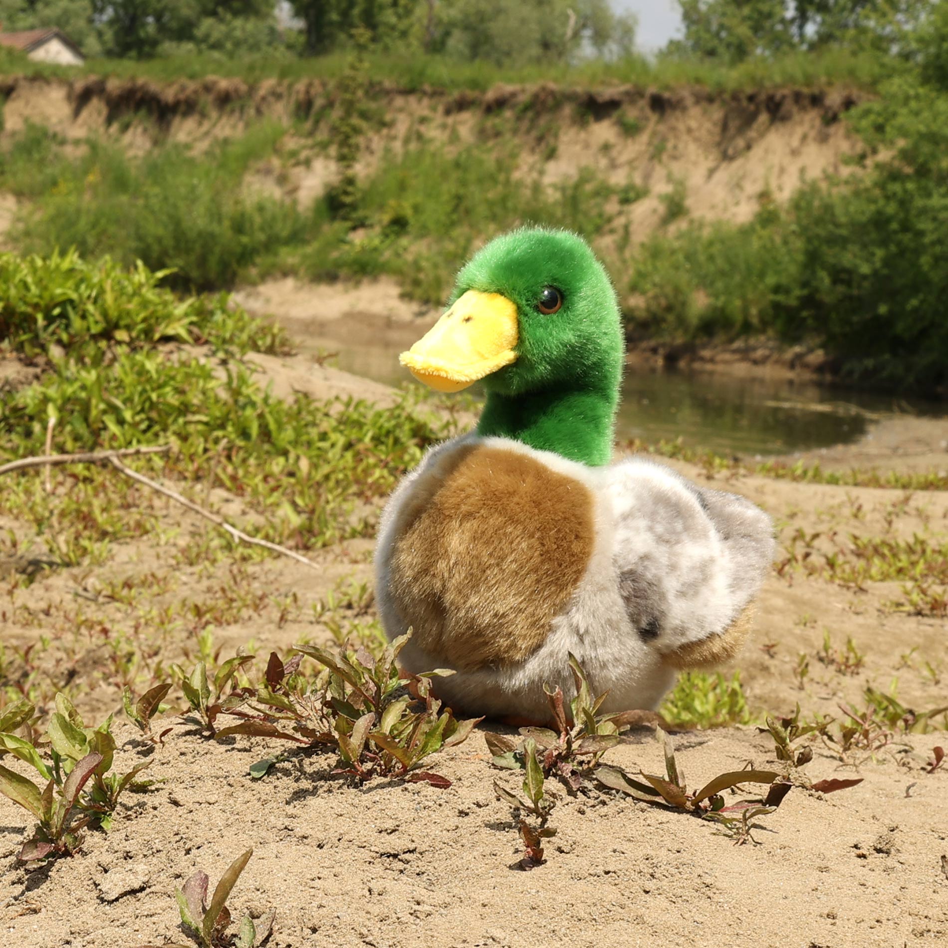 Plyšová kachna divoká 20 cm  ECO-FRIENDLY