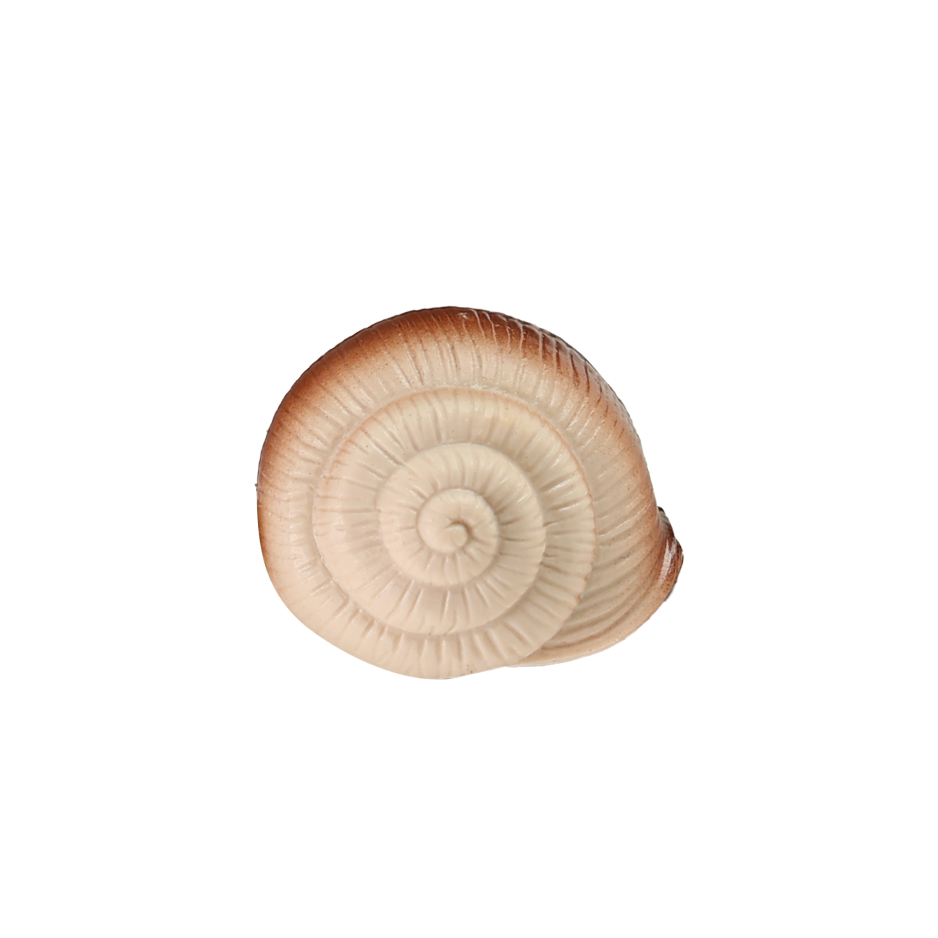 Hlemýžď 11 cm
