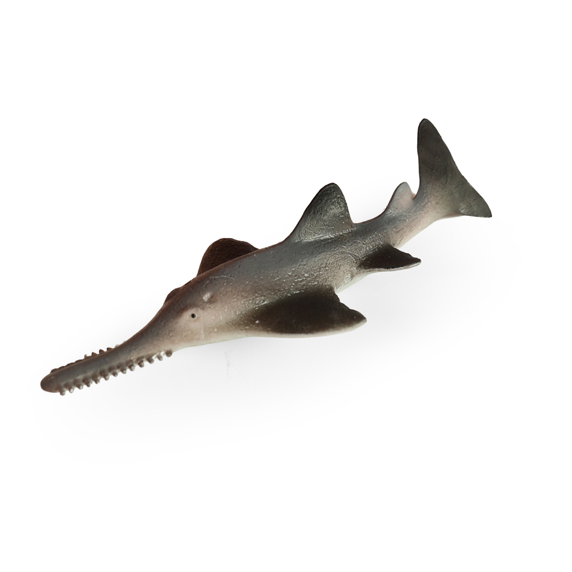 Mořská ryba piloun mnohozubý 14 cm